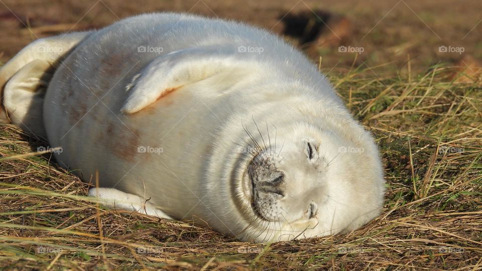 A seal on a beach 