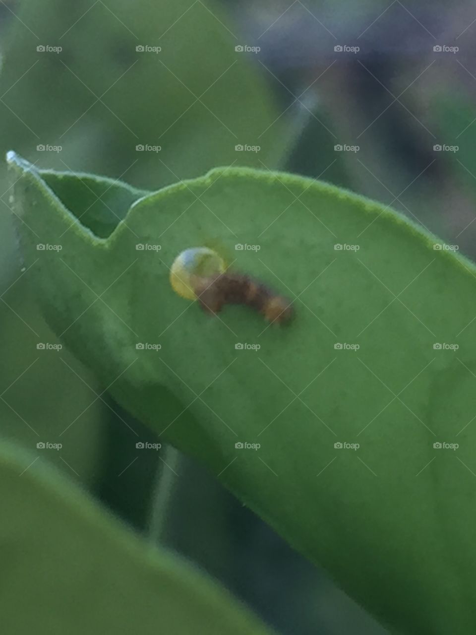 Hatched swallowtail caterpillar 