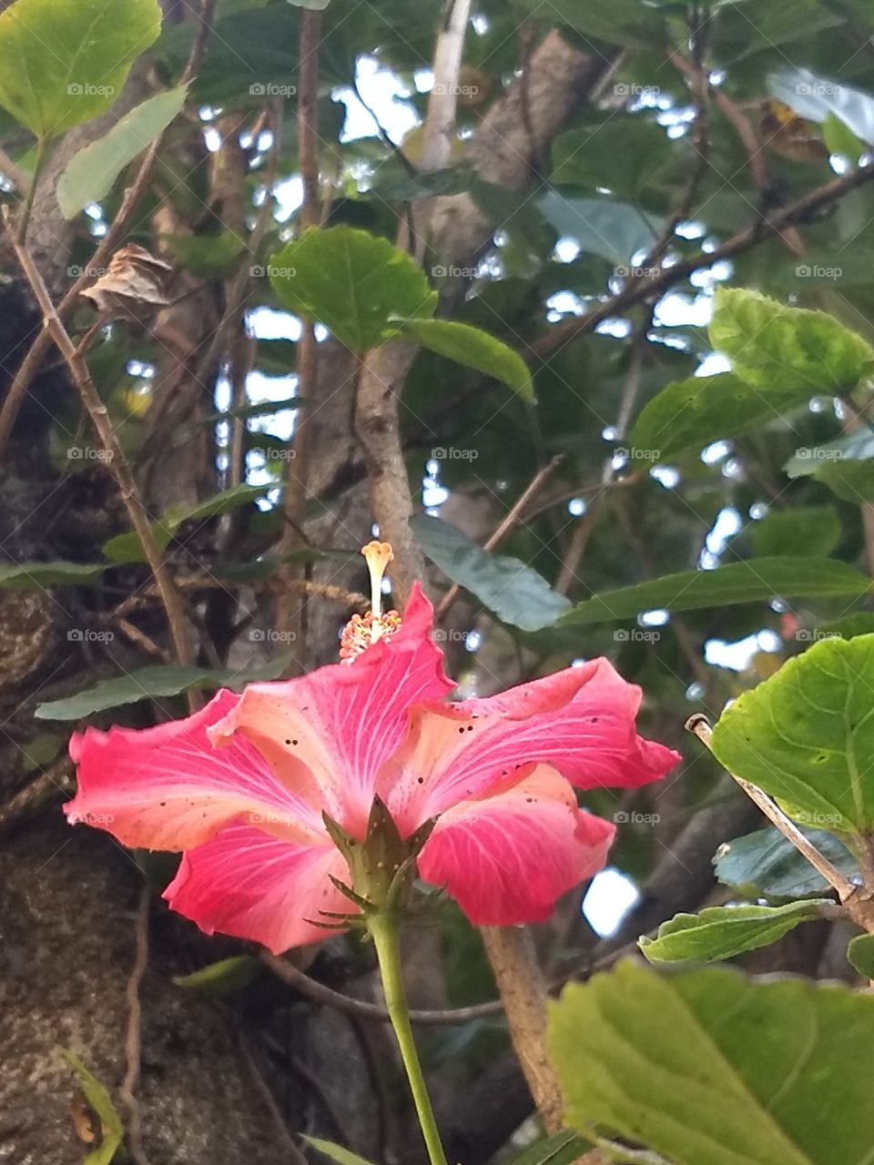 red Hibiscus