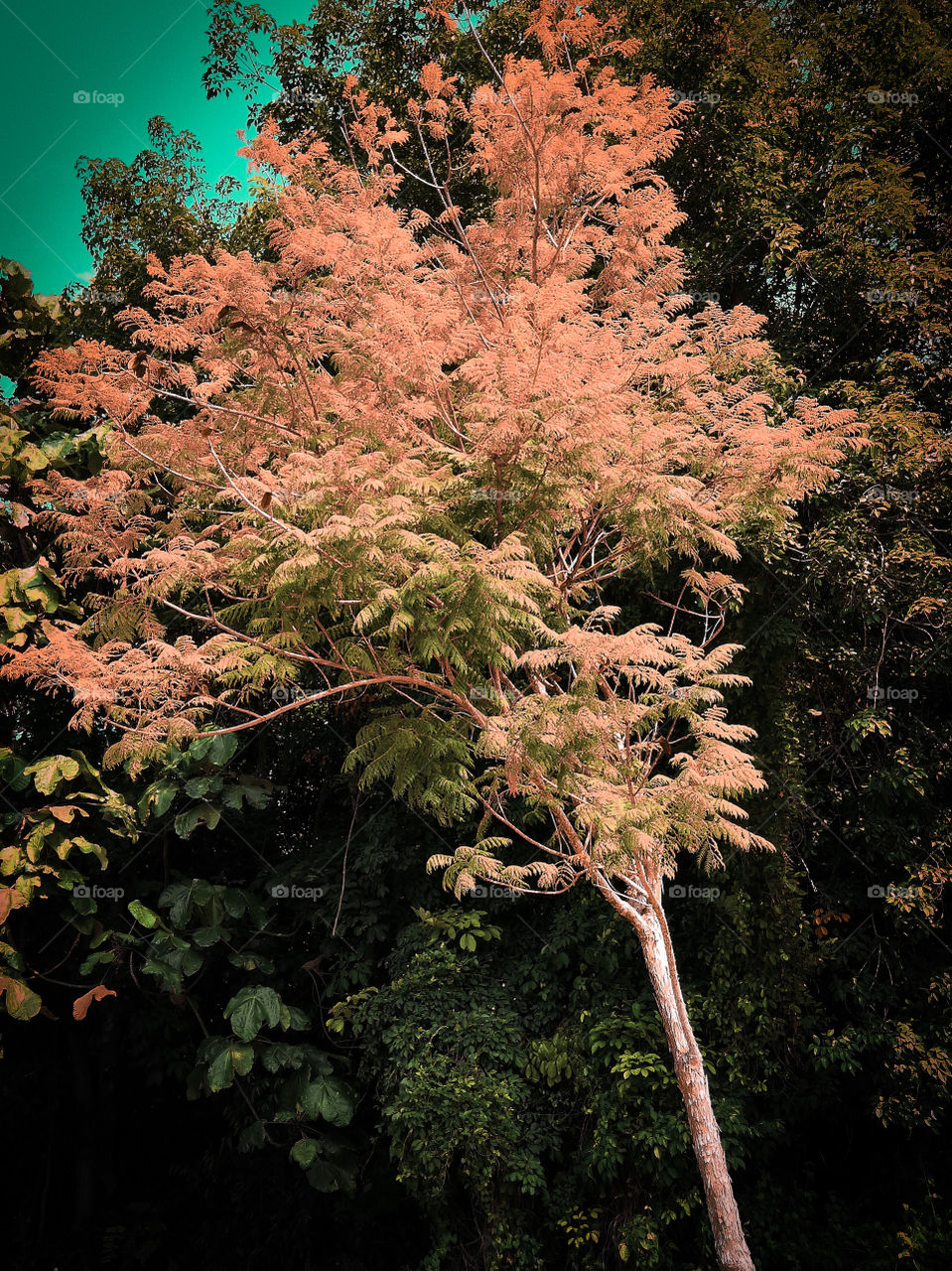 Pinky and yellowish trees leaves