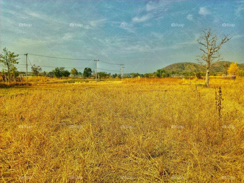 mountain,sky,tree,field,landscape