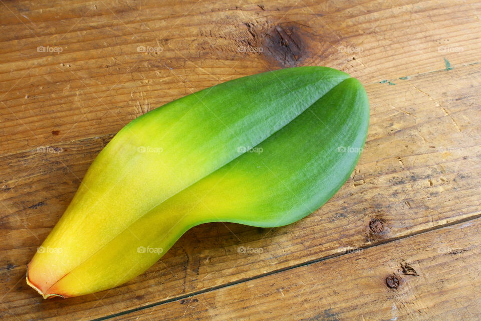 green leaves