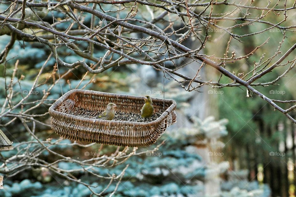 Wicker bird feeder. Birds sitting in the wicker bird feeder