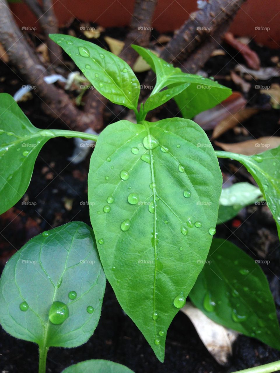 foglia verde. peperoncino