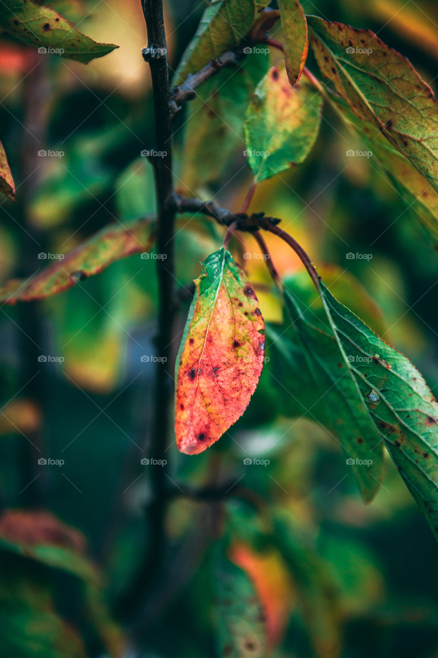 Leaves 