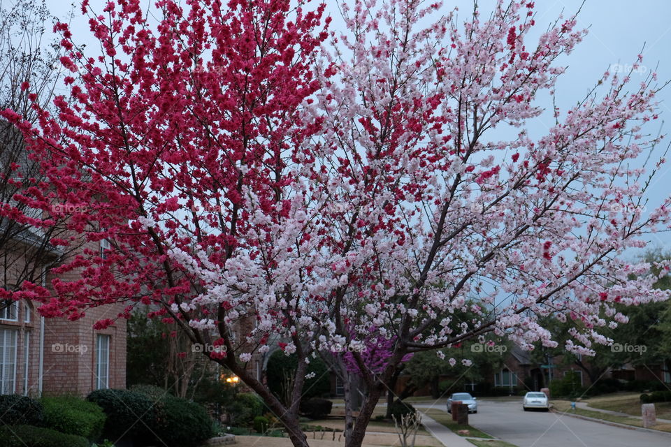 Tree of two colors