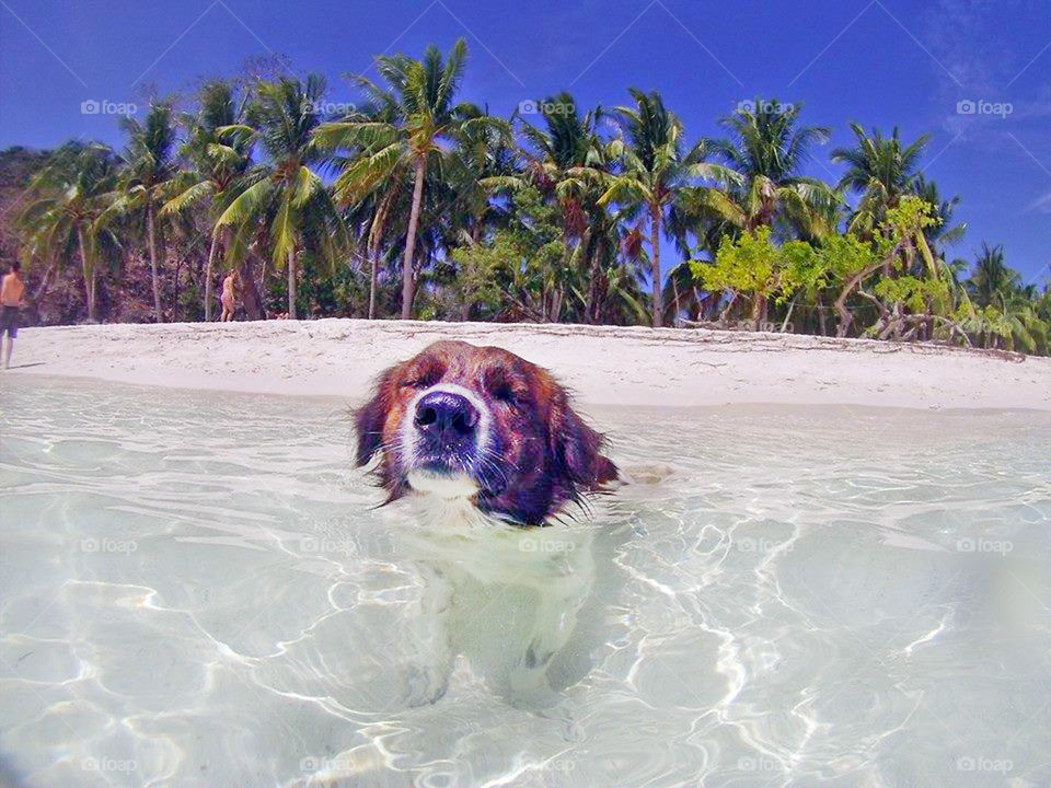Dog swimming at the beach straight at the camera