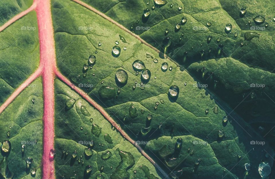Raindrops on a green and pink cabbage leaf