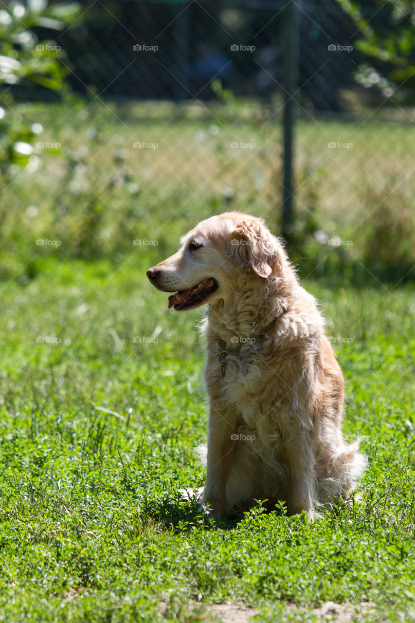 Golden retriever 