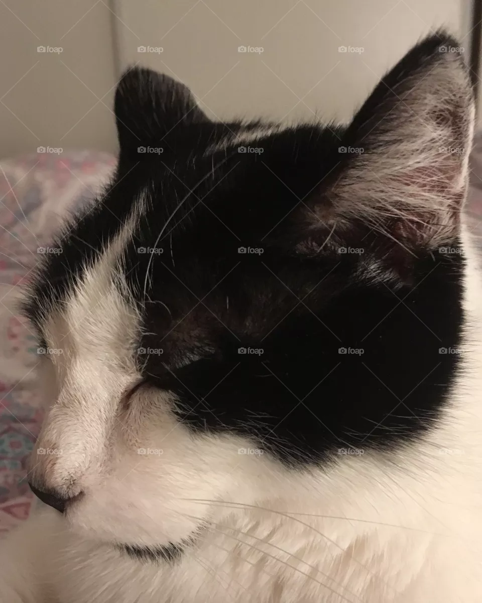 Cat want to sleep 