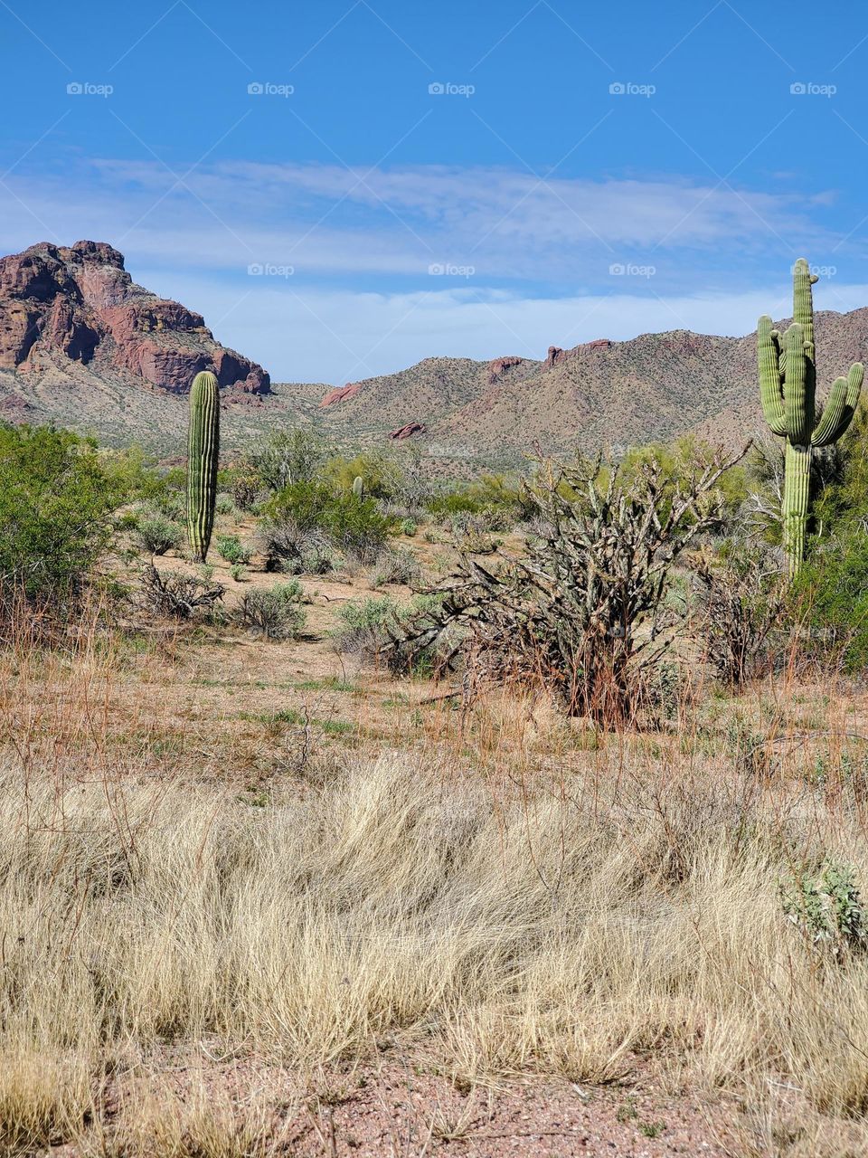 Sonoran Desert in Arizona