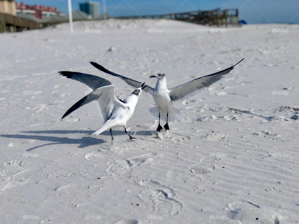 Two seagulls having a spirited discussion on the beach.