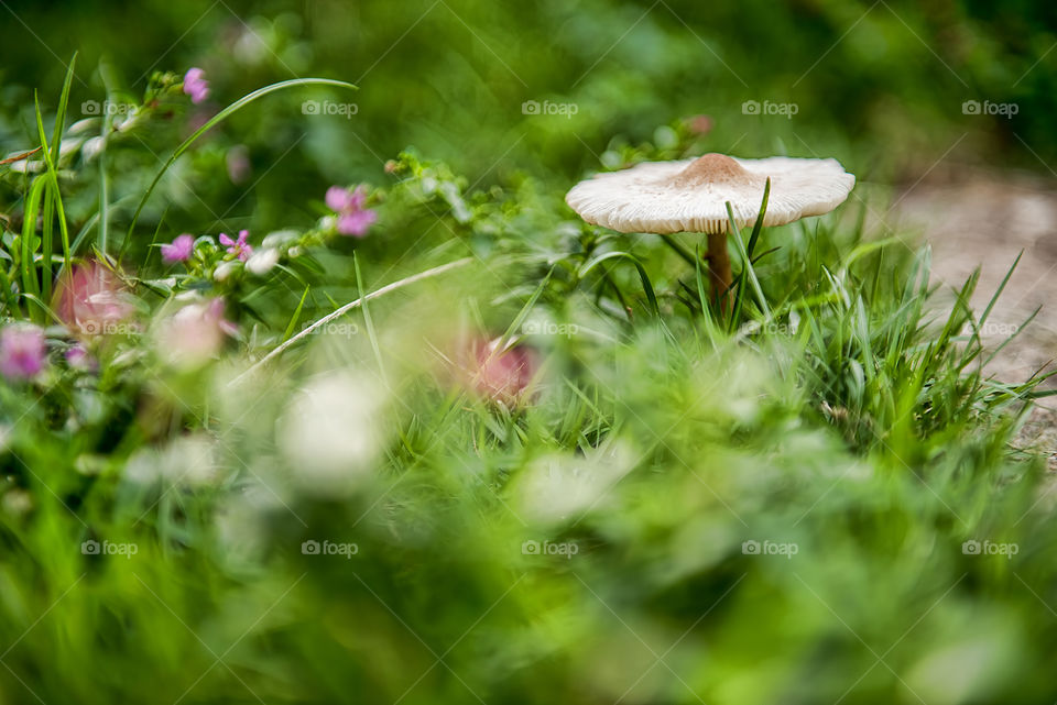 Mushroom in grass