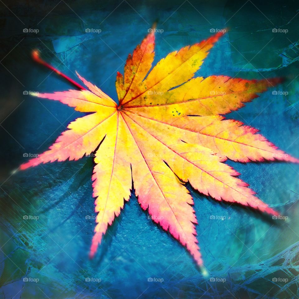 Leaf, No Person, Fall, Nature, Maple