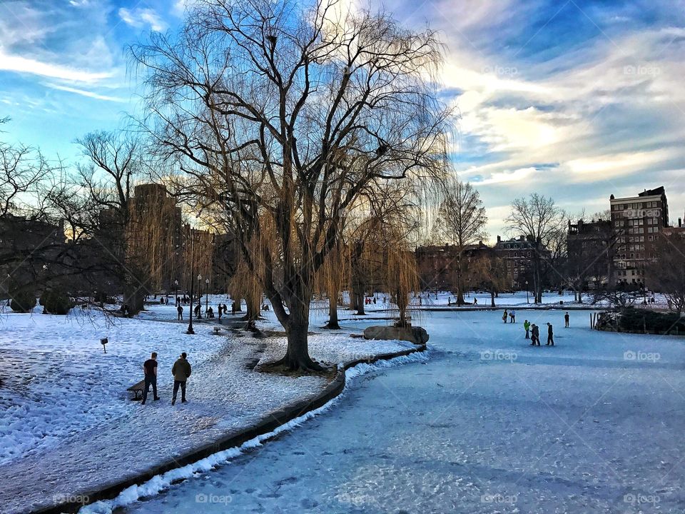 Snow, Winter, Tree, Cold, Ice