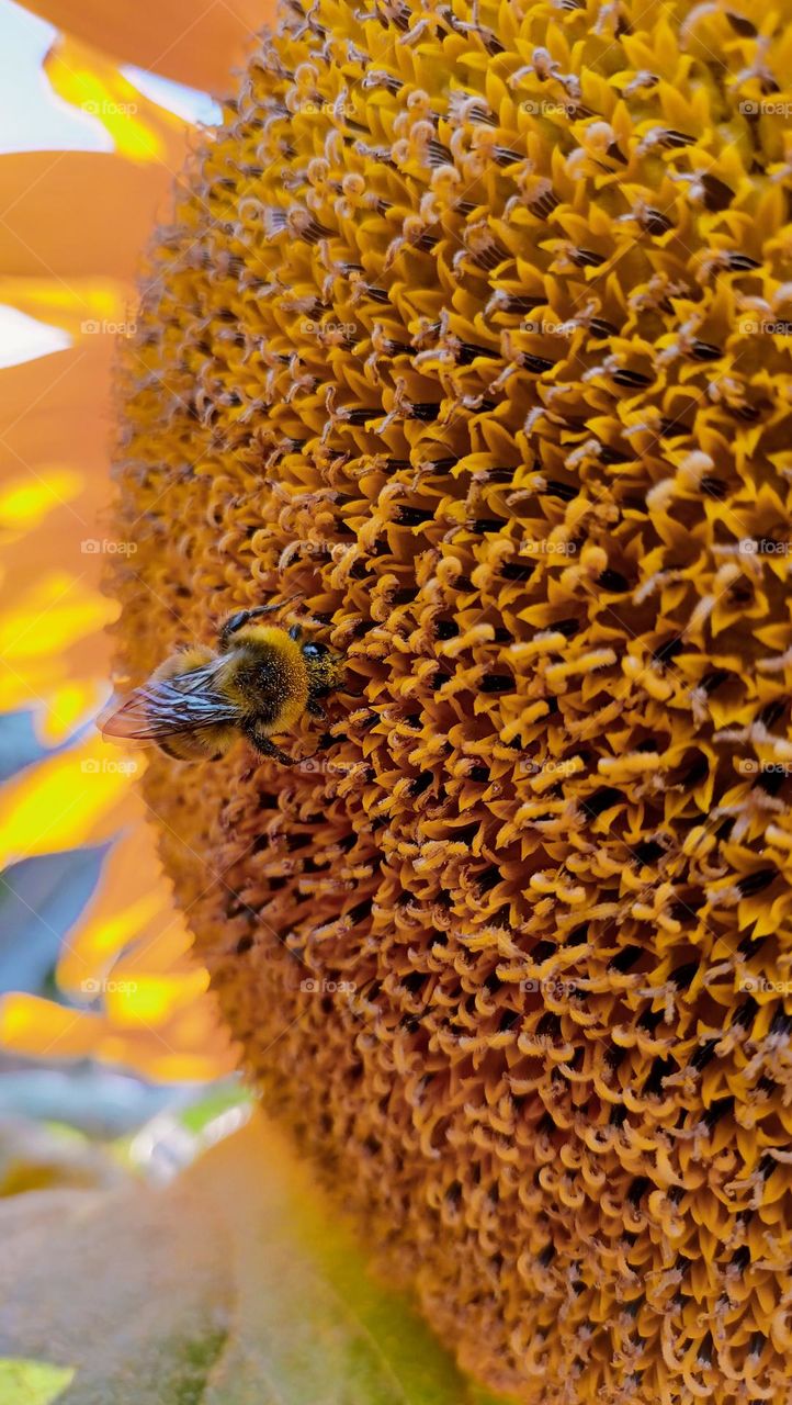 bee on sunflower,flower,bee,insect,zhu zhu,summer,warm and sunny,yellow on yellow