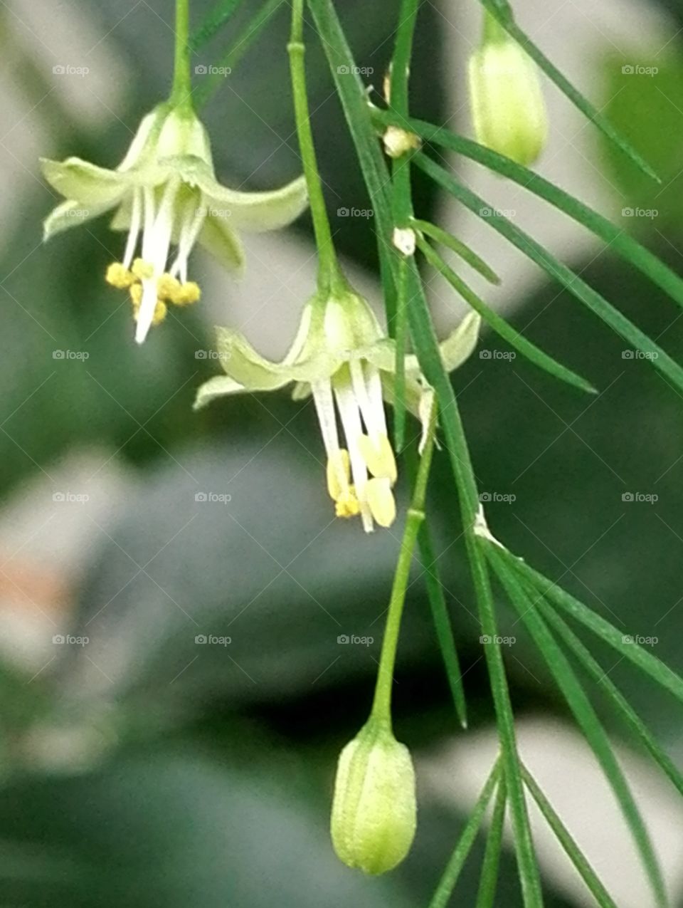 Swinging in the wind