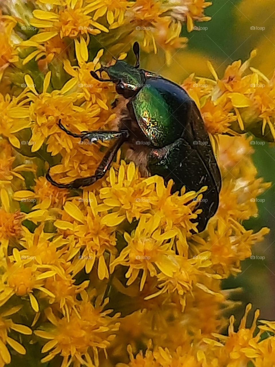 green bug on yellow flowers of goldenrod