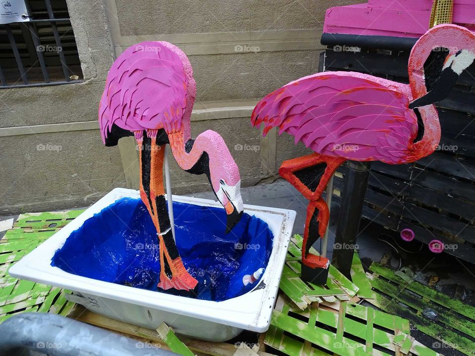 Flamingos