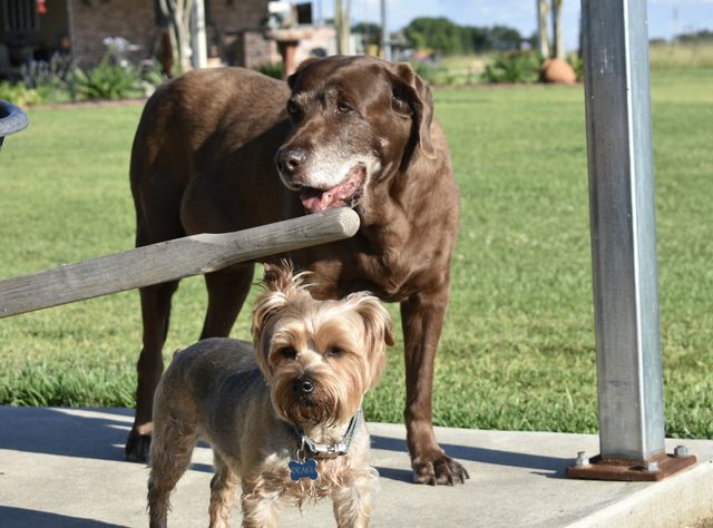Dogs hanging out