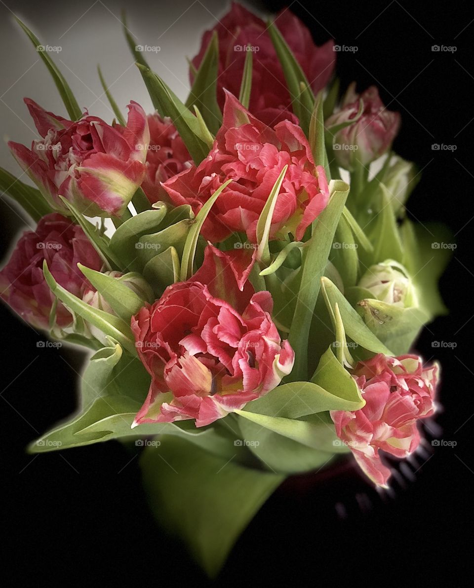 Wonderful tulips 🌷