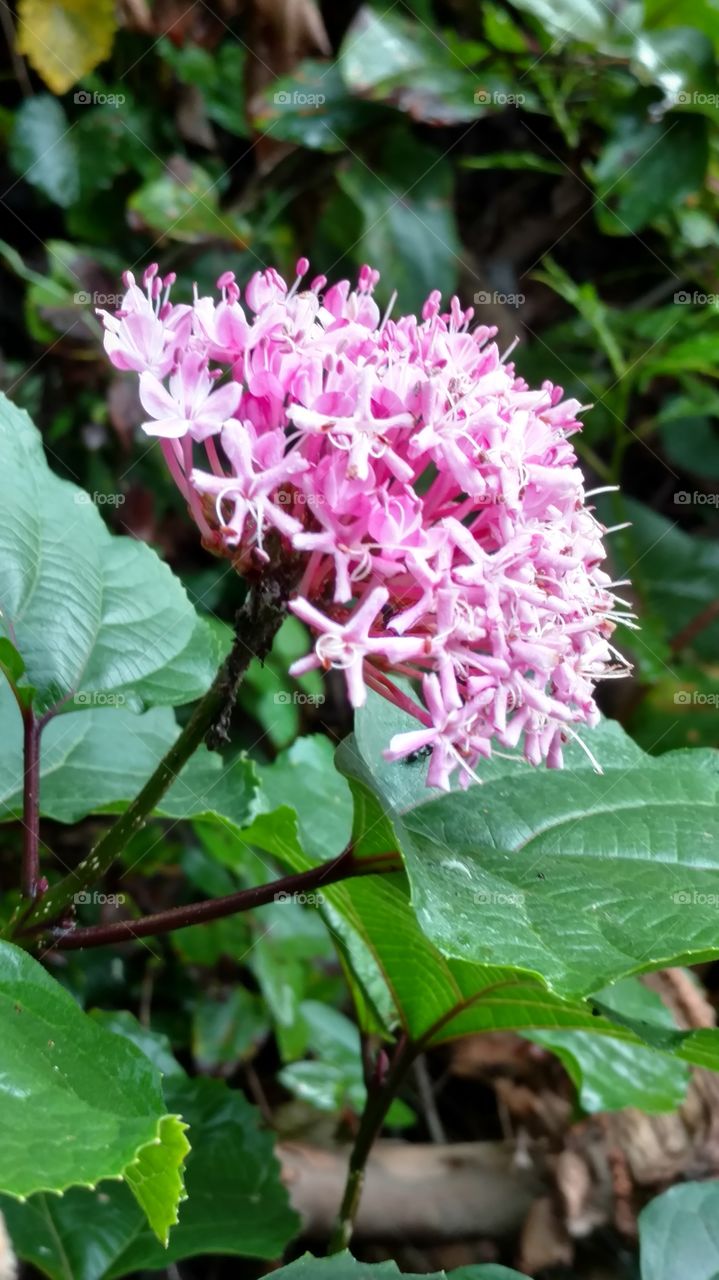 pink blooming flower