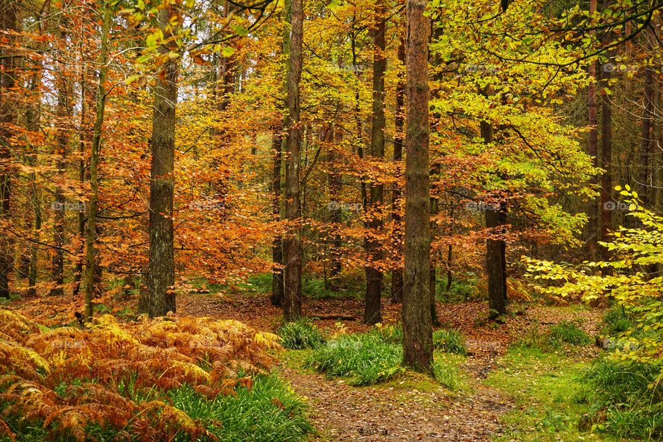 Hamsterley Forest at its best in Autumn 🍁🍃🍂