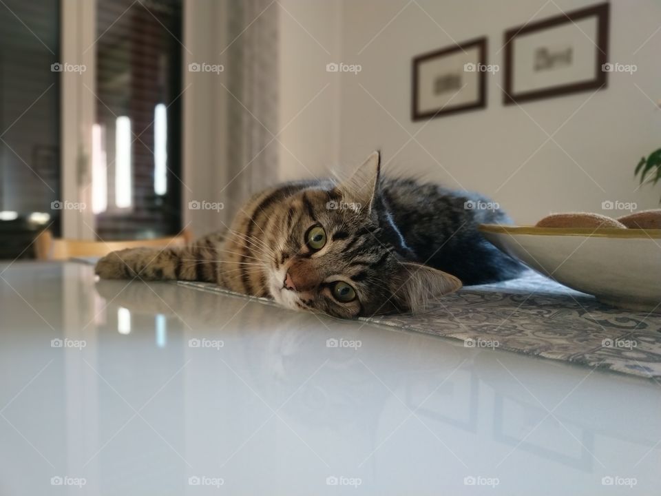 cat