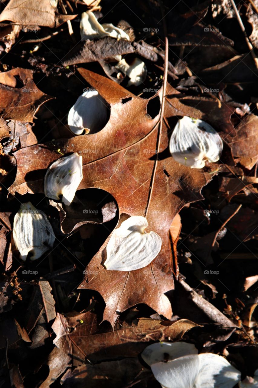 petals on leaves.