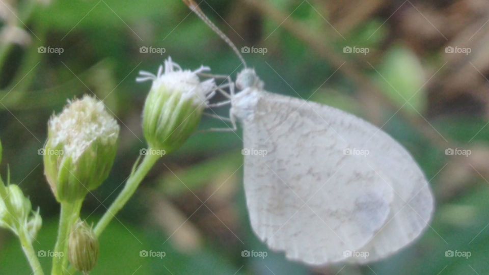 White butterfly and white flower