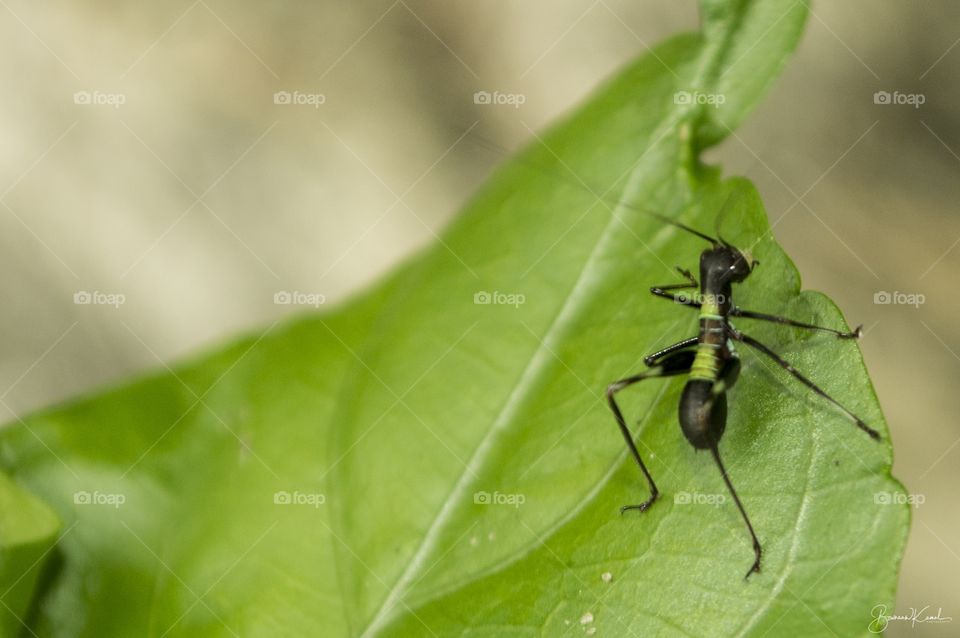 Ant Mimicry (Bush Cricket), Salem, India