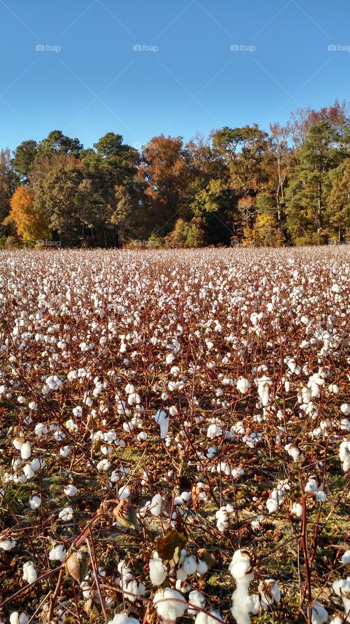 cotton field full of beauty