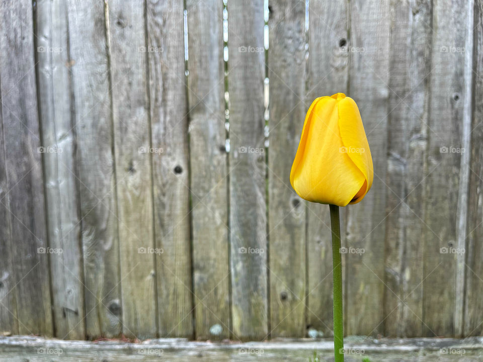 One single yellow tulip