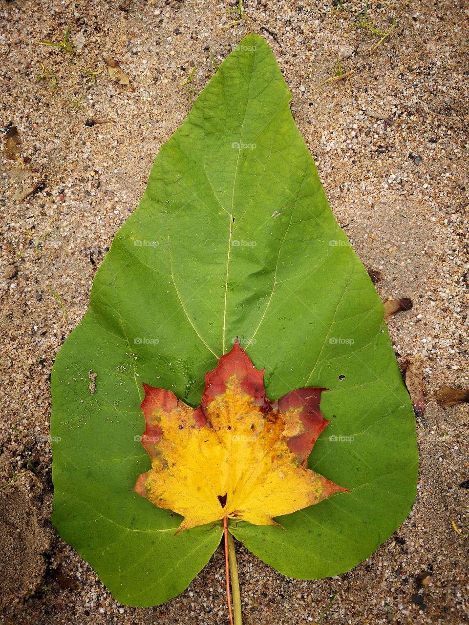 Sehr große Blatt