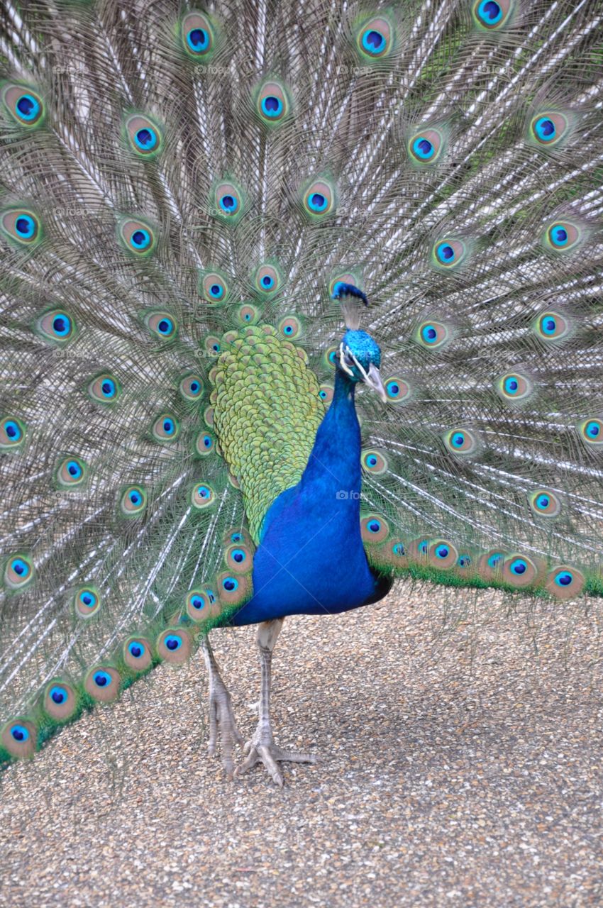 Peacock