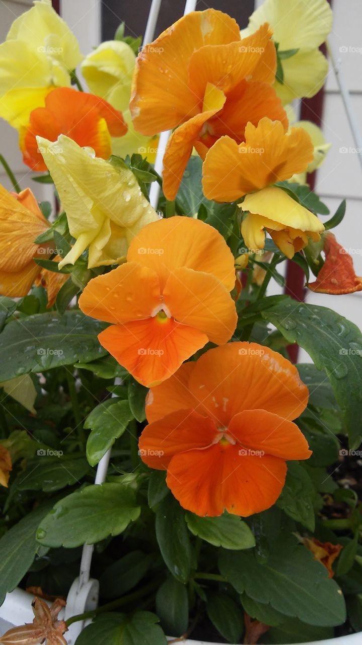 Orange Pansies. Orange and yellow pansies.