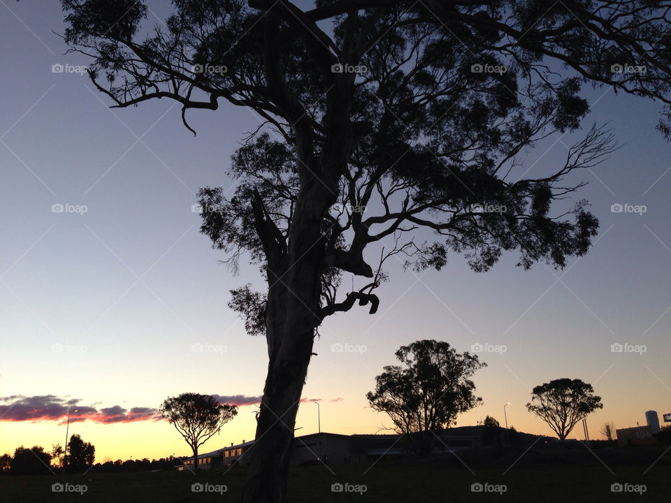 nature sunset silhouette australia by splicanka