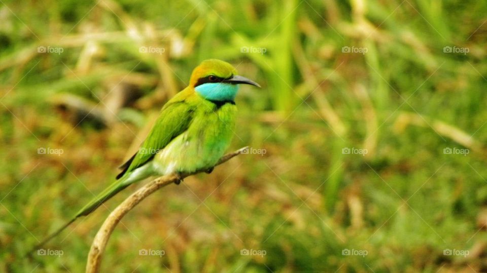 Sri lanka, Bee eater