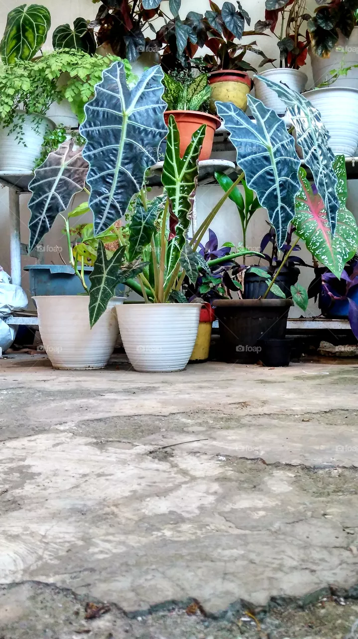 house plant