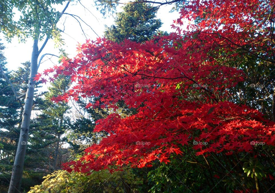 Red warm Color