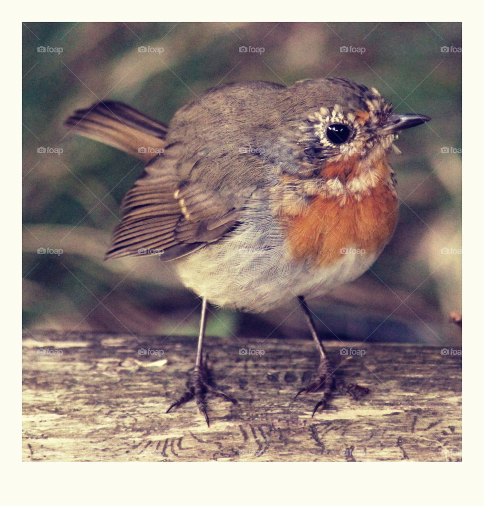 Erithacus rubecula