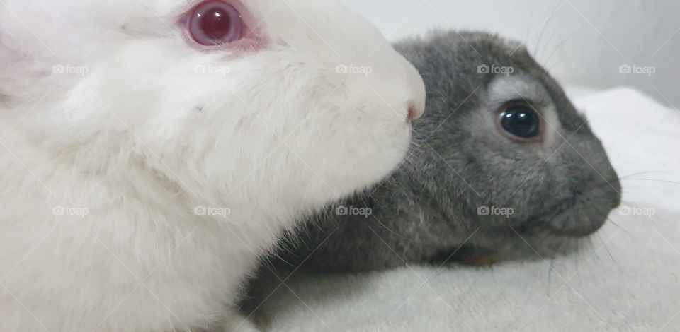 Beautiful rabbits, nose comica red eyes, gray and white snow, delicate, curious, big and long, very curious and funny ears