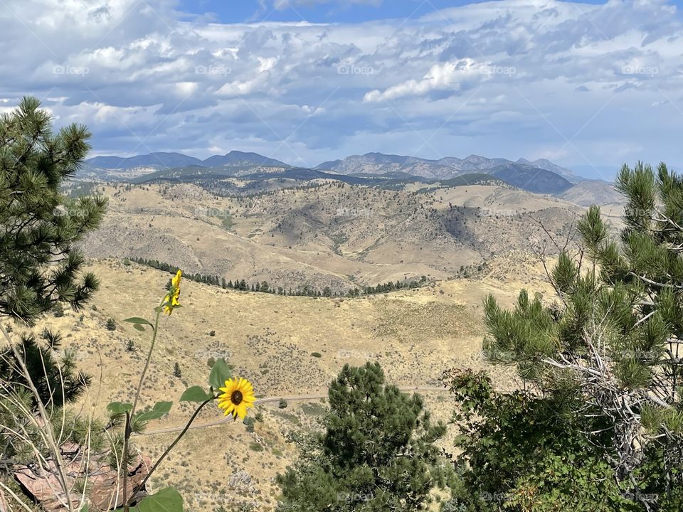 Mountain and Flower