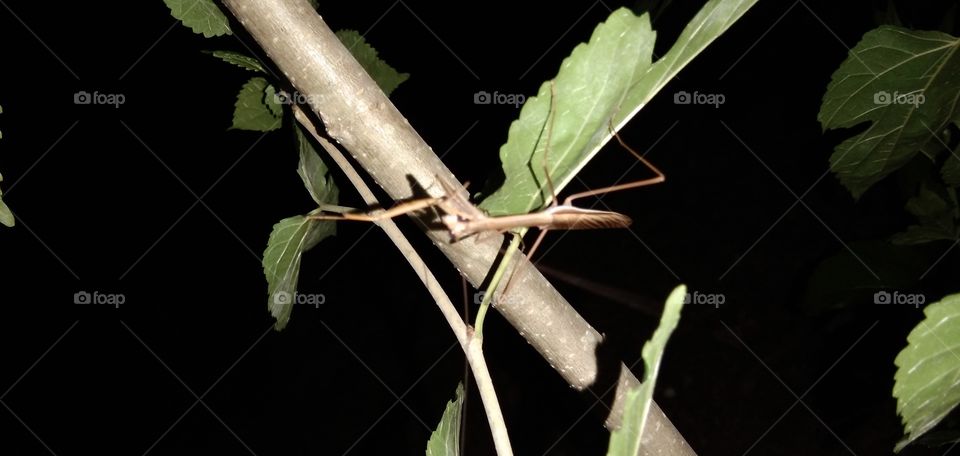 Mantis / grasshopper praying; insects that belong to the order Mantodea. In English it is called praying mantis because of its attitude which often seems to be like praying. The word mantis/mantes (Yunan) which means "prophet" or "fortune teller".
