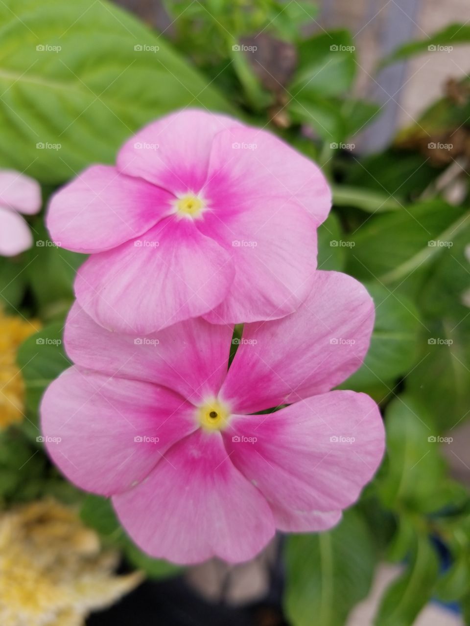 I sit atop the green leaves with a bright yellow and white center and a lavish dark pink circle with light pink protruding petals blooming in the summer sun.