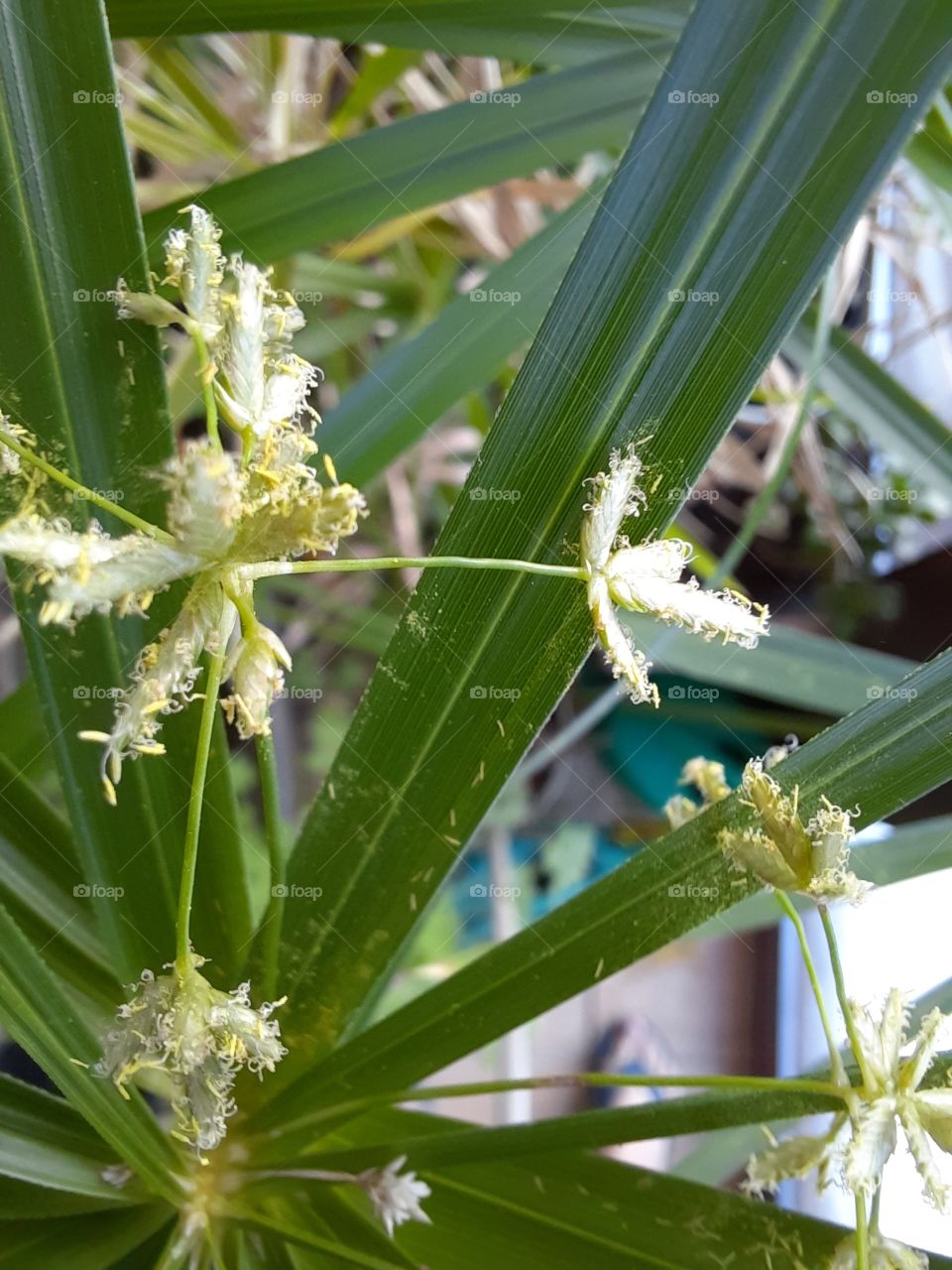 winter flowers -  white tiny flowers of cibora  (cyperus  esculentus)