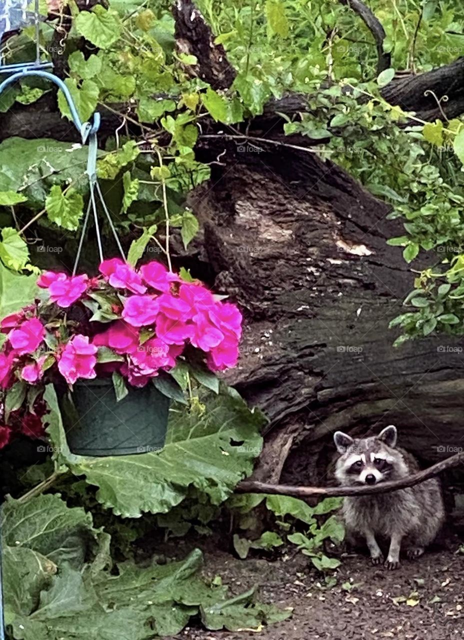 Raccoon peeking out from under a downed tree