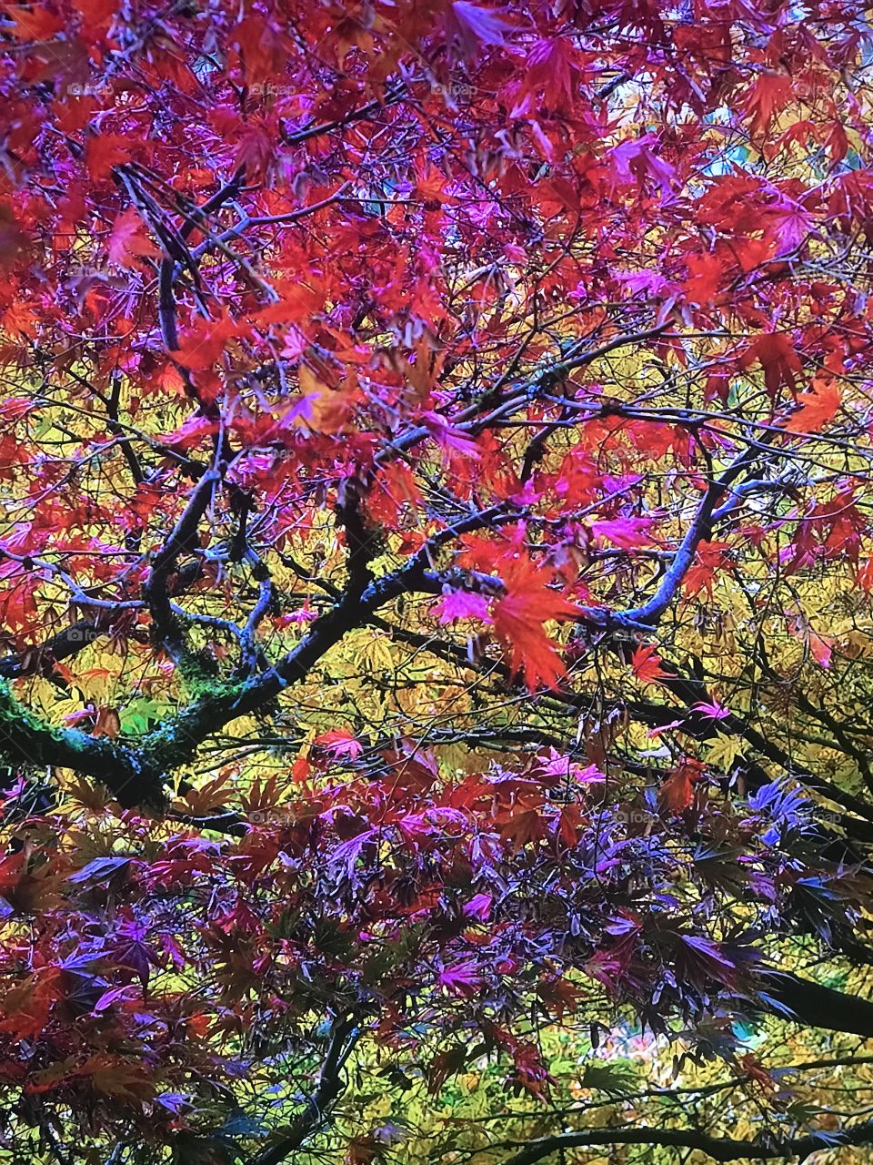 Washington Autumn Season 