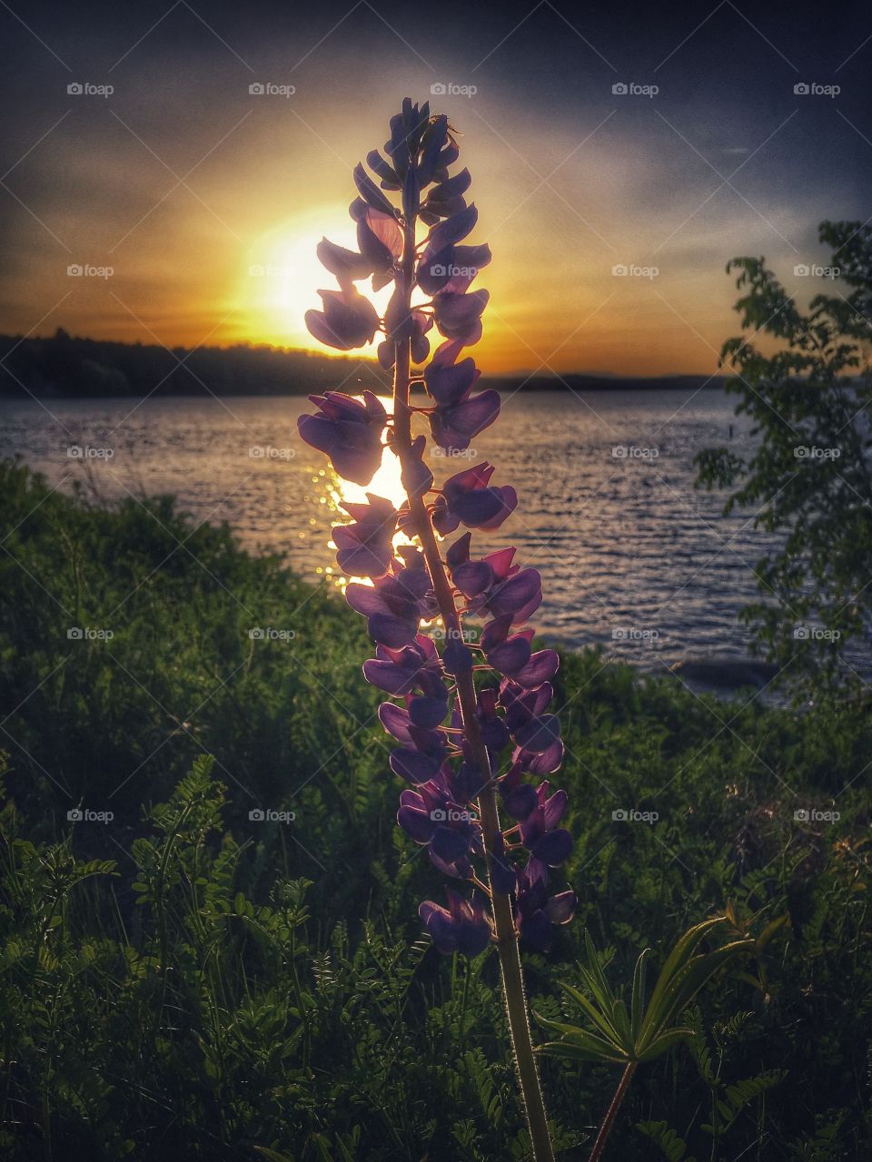 Lupine in Sunset