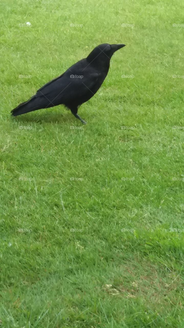 black bird on lawn